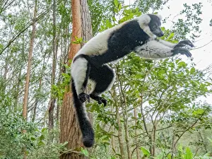 Mammals Prints: Black and white ruffed lemur jumping in a forest in Madagascar habitat