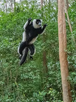 Mammals Prints: Black and white ruffed lemur jumps from tree in dense forest in Madagascar