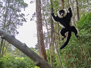 Sanctuary Prints: Black and white ruffed lemur jumps from tree in Madagascar