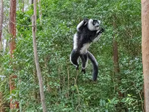 Mammals Prints: Black and white ruffed lemur leaps between branches at Lemur Island in Madagascar