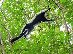 Canopy Prints: Black and white ruffed lemur leaps through trees in Antasibe Madagascar