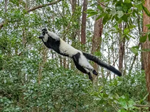 Sanctuary Prints: Black and white ruffed lemur leaps through trees at Lemur Island in Madagascar