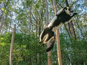 Mammals Prints: Black and white ruffed lemur leaps through trees in a natural setting in Madagascar's Lemur Island habitat