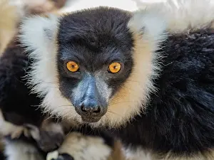 Ecosystems Prints: Black and white ruffed lemur observed in Lemur Park