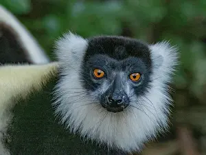Mammals Prints: Black and white ruffed lemur observes surroundings at Lemur Island in Madagascar