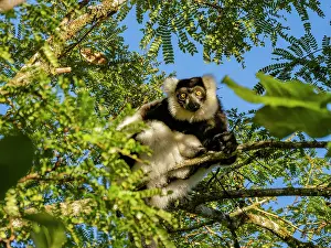Mammals Prints: Black and white ruffed lemur perched in tree in Madagascar