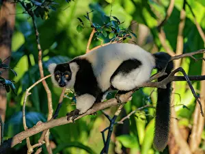 Rare Prints: Black and white ruffed lemur sits on a branch in the greenery of Lemur Island in Madagascar during a sunny day