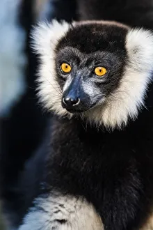 Animal In The Wild Prints: Black and White Ruffed Lemur (Varecia variegata), endemic to Madagascar, Andasibe