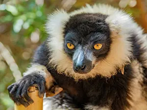 Portrait Prints: Black and white ruffed lemur Varecia variegata resting with a bamboo perch in Lemur Park in Madagascar