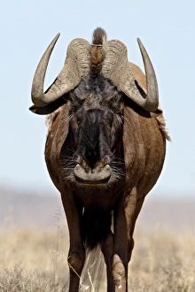 Images Dated 2nd November 2007: Black Wildebeest (White-tailed Gnu) (Connochaetes gnou), Mountain Zebra National Park