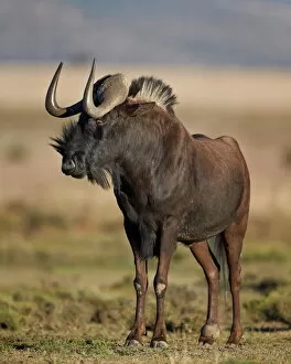 Safari Animals Gallery: Black wildebeest (white-tailed gnu) (Connochaetes gnou), Mountain Zebra National Park