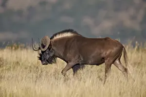 Black wildebeest (white-tailed gnu) (Connochaetes gnou), Mountain Zebra National Park