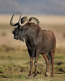 Looking Away Prints: Black wildebeest (white-tailed gnu) (Connochaetes gnou)