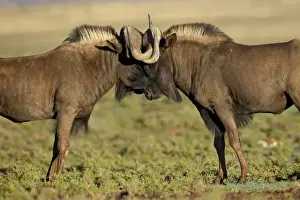 Two black wildebeest (white-tailed gnu) (Connochaetes gnou) fighting, Mountain Zebra National Park