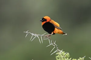 Serengeti Prints: Black-winged Bishop (Euplectes hordeaceus), Ndutu, Ngorongoro Conservation Area