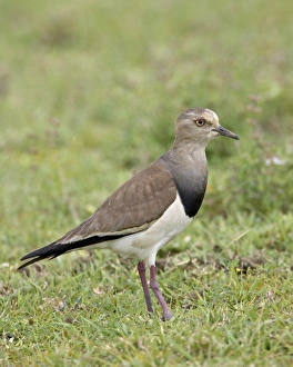 Images Dated 15th February 2007: Black-winged plover (black-winged lapwing) (Vanellus melanopterus), Serengeti National Park