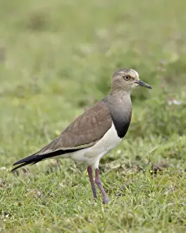 Black-winged plover (black-winged lapwing) (Vanellus melanopterus), Serengeti National Park