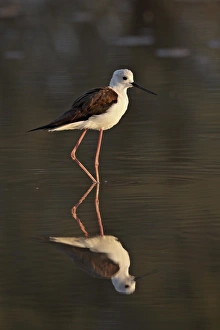 Black-winged stilt (Himantopus himantopus), Kgalagadi Transfrontier Park