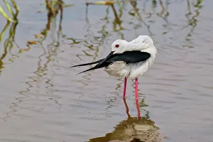 Beak Prints: Black-winged Stilt stands in shallow water and reflects on calm surface in Sri Lanka wetland during afternoon light