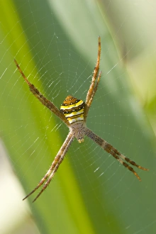Queens Land Prints: Black- and Yellow Spider, (Argiope bruennichi), Magnetic Island, Queensland, Australia