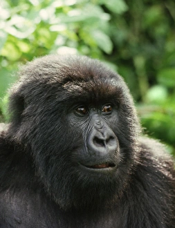 Rwanda Prints: Blackback male Mountain Gorilla (Gorilla g. beringei), Virunga Volcanoes, Rwanda, Africa