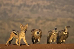 Vulture Prints: Blackbacked jackal (Canis mesomelas), Zimanga private game reserve, KwaZulu-Natal