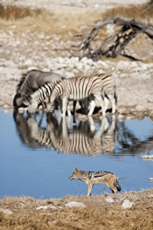 Images Dated 17th May 2009: Blackbacked jackal (Canis mesomelas), Okaukuejo waterhole, Etosha National Park
