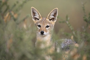 Images Dated 27th January 2008: Blackbacked jackal (Canis mesomelas), Kgalagadi Transfrontier Park, South Africa, Africa