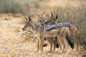 Jackal Prints: Blackbacked jackals (Canis mesomelas), Kgalagadi Transfrontier Park, South Africa, Africa