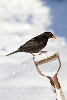 Winter Time Prints: Blackbird (Turdus merula), on garden spade, in snow, Northumberland, England