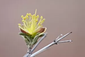Images Dated 9th May 2010: Blackbrush (Coleogyne ramosissima) blossom, Arches National Park, Utah