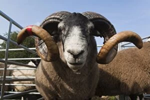 Blackface rams in sheep pens at upland show, Falstone Border Shepherd Show