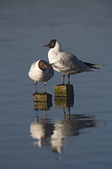 Gull Prints: Blackheaded gulls (Larus ridibundus), Leighton Moss RSPB reserve, Lancashire
