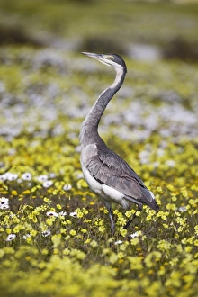 Images Dated 19th January 2000: Blackheaded heron (Ardea melanocephala)