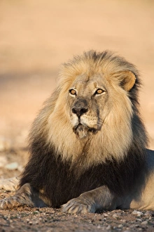 Northern Cape Prints: Blackmaned lion (Panthera leo), Kgalagadi Transfrontier Park, Northern Cape