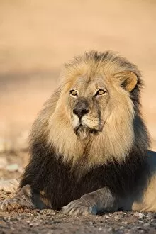 Images Dated 2nd November 2009: Blackmaned lion (Panthera leo), Kgalagadi Transfrontier Park, Northern Cape