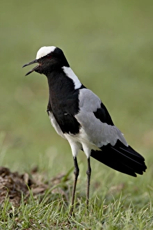 Images Dated 13th November 2007: Blacksmith Plover or Blacksmith Lapwing (Vanellus armatus), Kruger National Park