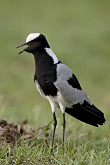 Blacksmith Plover or Blacksmith Lapwing (Vanellus armatus), Kruger National Park