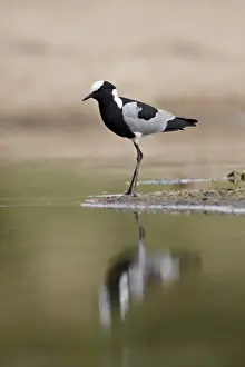 Blacksmith plover (blacksmith lapwing) (Vanellus armatus), Kruger National Park