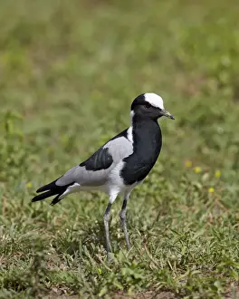 Blacksmith plover (blacksmith lapwing) (Vanellus armatus), Ngorongoro Crater, Tanzania, East Africa, Africa