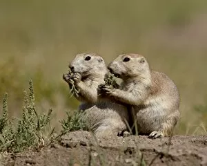 Images Dated 1st September 2008: Two blacktail prairie dog (Cynomys ludovicianus) eating, Wind Cave National Park