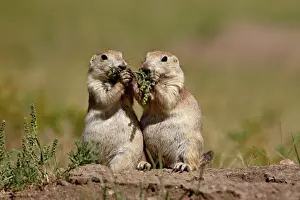 Food And Drink Prints: Two blacktail prairie dog (Cynomys ludovicianus) sharing something to eat
