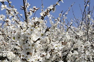 Pla Nts Prints: Blackthorn (Prunus spinosa) in full flower, Cornwall, England, United Kingdom, Europe