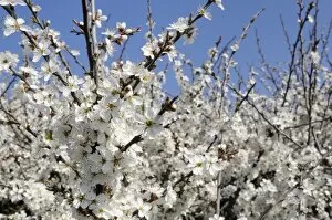 Images Dated 10th April 2011: Blackthorn (Prunus spinosa) in full flower, Cornwall, England, United Kingdom, Europe