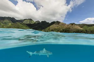 Blacktip reef shark, Carcharhinus melanopterus, cruising the shallow waters of Moorea