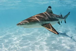 South Pacific Gallery: Blacktip reef shark, Carcharhinus melanopterus, cruising the shallow waters of Moorea