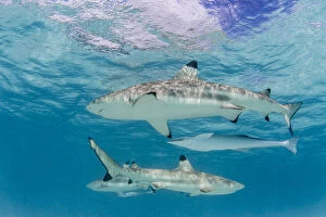 South Pacific Gallery: Blacktip reef sharks, Carcharhinus melanopterus, cruising the shallow waters of Moorea