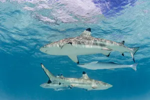 South Pacific Gallery: Blacktip reef sharks, Carcharhinus melanopterus, cruising the shallow waters of Moorea