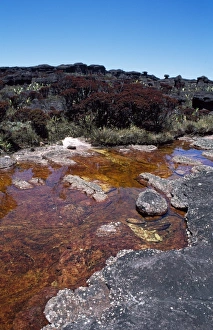 Blackwater River and Bonnetia roraimae, Mount Roraima summit, Brazilian sector