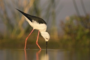 Blackwinged stilt (Himantopus himantopus), Zimanga private game reserve, KwaZulu-Natal